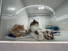 -1013 PET SHOP精品宠物商店(丁香店)