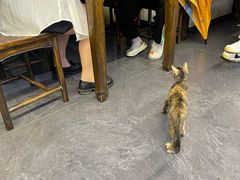 -西月城谭豆花(春熙路店)