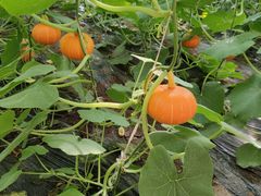 -万源龙顺度假庄园生态观光园