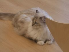 -有喵·猫咖·狗咖·30几只猫10只小狗(岗厦店)