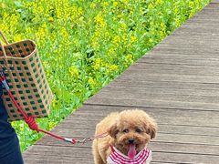 -艾米稻香小镇