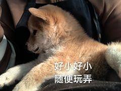 -柴犬高等学院·狗咖·柴犬售卖·宠物训练