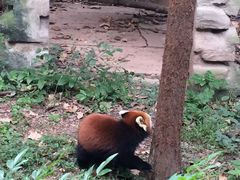 -成都大熊猫繁育研究基地