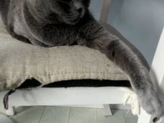 -喵的天空名猫咖啡馆·撸猫·猫舍·用品