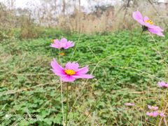 -三圣花乡旅游区