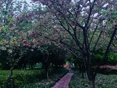 -高东镇樱花园