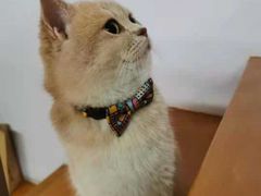 -东方名猫馆·英短金渐层布偶猫舍(环线广场1号楼店)