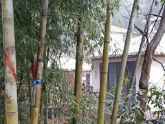 -长兴慧子土特产茶行