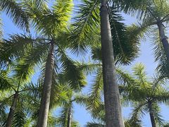 -深圳国际园林花卉博览园