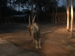 -清迈夜间动物园
