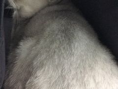 -北京赛佳动物医院