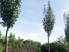 -西青郊野公园