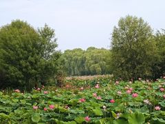 -东郊湿地公园