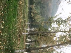 -千年银杏谷文化旅游区