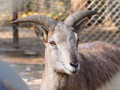-青藏高原野生动物园