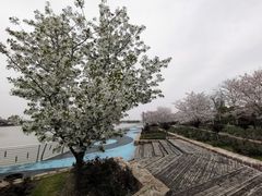 -顾村公园