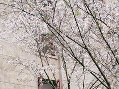 -武汉大学-樱园