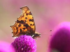 -北京国际鲜花港