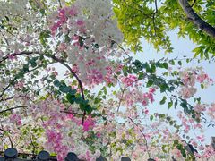 -深圳国际园林花卉博览园