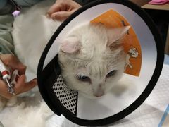 -严国平动物医院(德政总院)