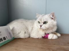 -伟伟宠物医院·瑞派猫友好医院·猫科(光谷店)