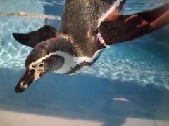 -帝企鹅自助餐厅•儿童岛•真企鹅(长隆企鹅酒店)