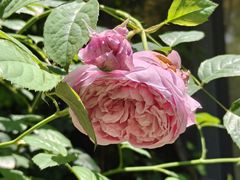 -谷咖啡·鲜花绿植花园餐厅