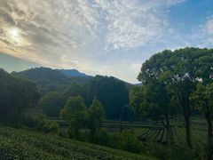 -龙坞茶村