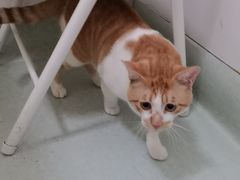 -汪喵宠物医院·骨科心脏影像·犬猫急重症ICU诊疗中心(成华分院)