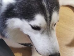 -Husky Go! 哈士奇体验馆·宠物咖啡厅狗咖