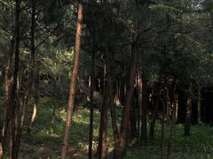 -重庆睡佛山森林公园