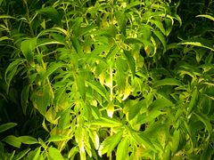 -大塘金香草谷