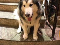 -more than meow吴止猫主题餐厅(承德 中船汇店)