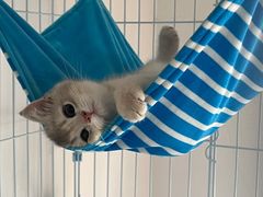 -东方名猫馆·英短金渐层布偶猫舍(环线广场1号楼店)