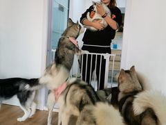 -Husky Go! 哈士奇体验馆·宠物咖啡厅狗咖