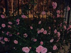 -北京大学燕东园