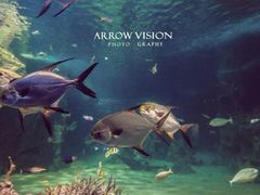 -悉尼海洋生物水族馆