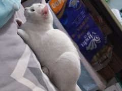 -艾贝尔宠物诊疗