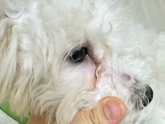 -米苏动物医院·犬猫专科·骨科外科内窥镜