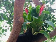 -国家植物园南园