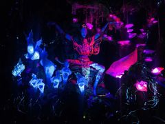 -奥兰多迪士尼动物王国乐园