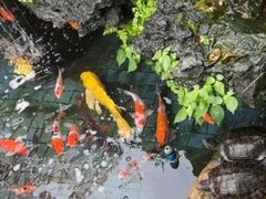 -华园农庄·特色炭烧鸡·北江河鲜
