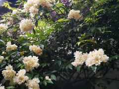 -一縷炊煙(南长街店)