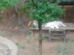 -石家庄市动物园