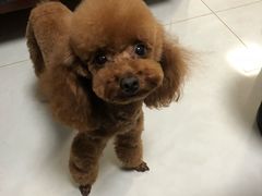 -沐沐家宠物(成寿寺店)