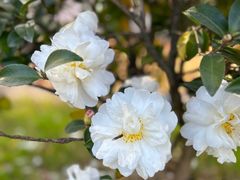 -绍兴鉴湖君澜大酒店
