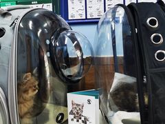 -瑞派·关忠动物医院·异宠专科·犬猫肿瘤·皮肤专科(望京店)