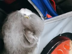-瑞派宠物医院·24h·骨外科·皮肤科·全科宠物医疗转诊中心(沈阳浑南院)