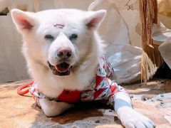 -美联众合动物医院·24h转诊中心