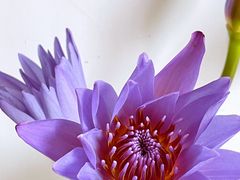 -循礼门鲜花花市(武汉循礼门店)